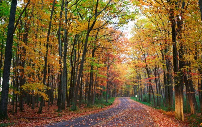 allegany state park foliage